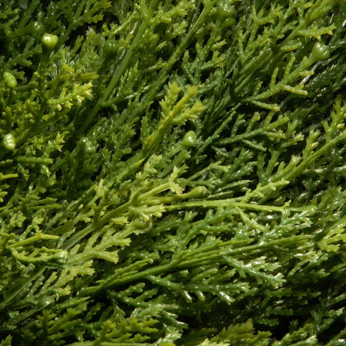 Christmas Central 4.5' Potted Juniper Spiral Slim Artificial Christmas Tree - Unlit - Image 2